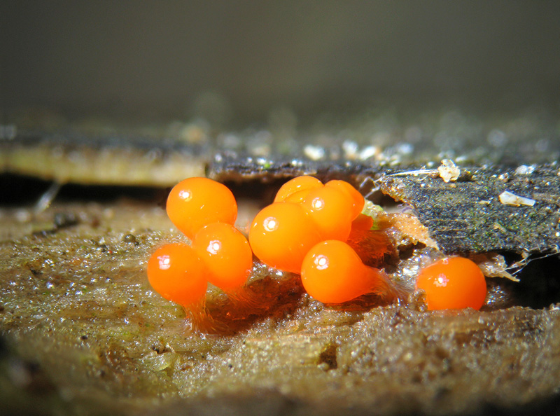 Trichia decipiens?
